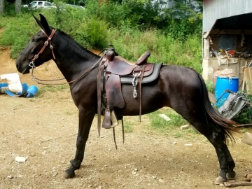 Gaited mules 2025 for sale